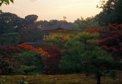 Herbstlaub am Kinkakuji