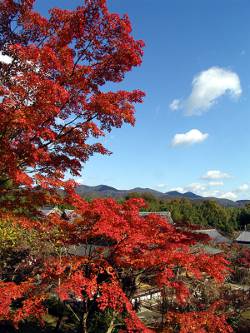 Herbstlaub