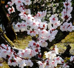 Kirschblüten